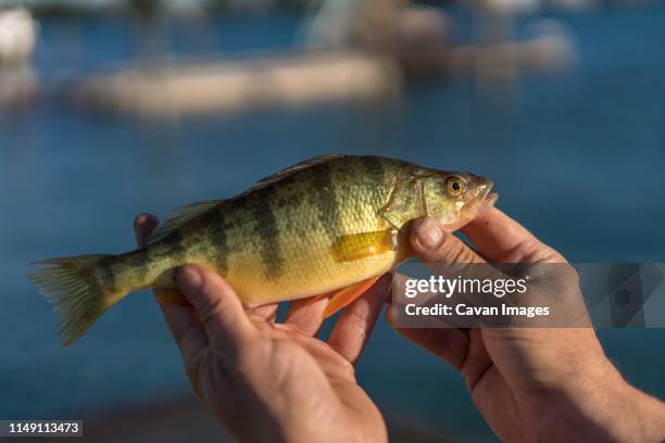 fisherman holding yellow perch caught on  st. clair river, michigan - yellow perch stock-fotos und bilder