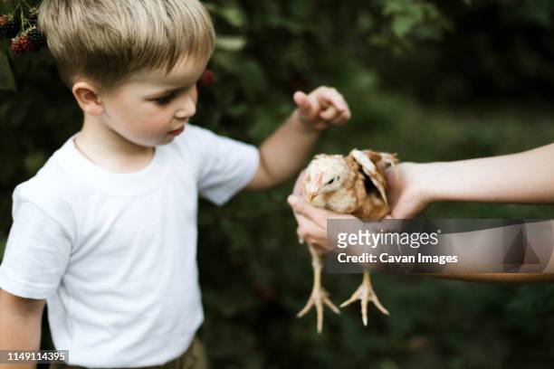 little boy touches a chicken on a farm. - chicken fingers stockfoto's en -beelden