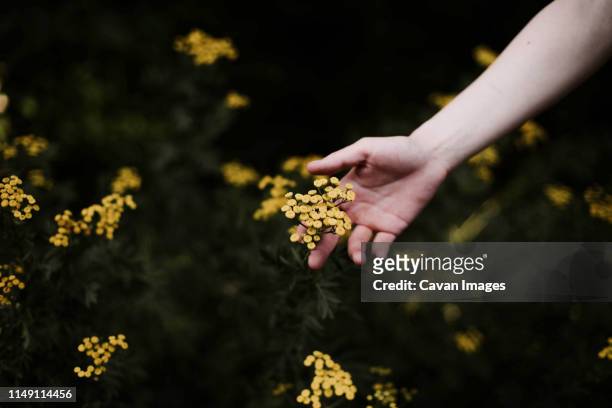 woman holding wild yellow flowers . - arbre main photos et images de collection