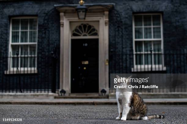 Larry, the Downing Street cat, sits in the street as ministers attend a cabinet meeting at 10 Downing Street on June 11, 2019 in London, England....