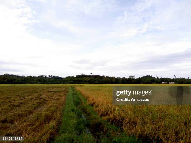 23 Rice Rotten Field Stock Photos, High-Res Pictures, and Images ...