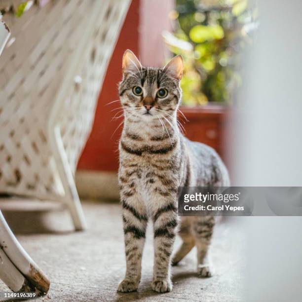 domestic cat portrait - animal macho imagens e fotografias de stock