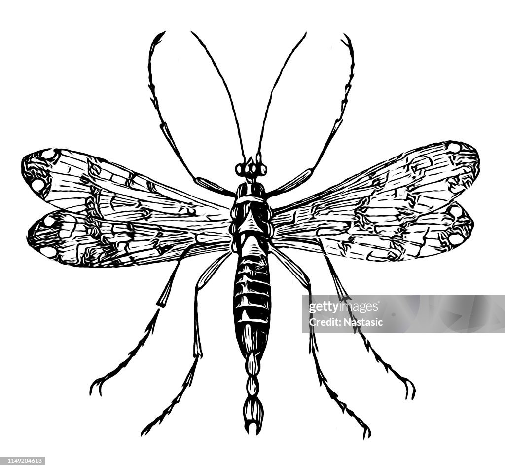 Scorpionfly (Panorpa communis)