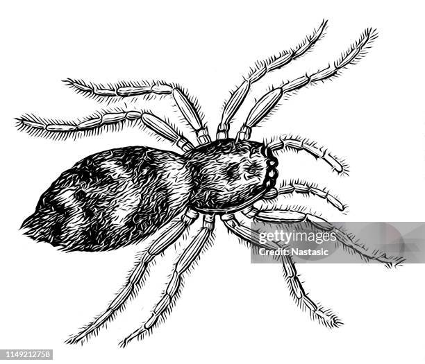 the zebra back spider (salticus scenicus) is a common jumping spider - jumping spider stock illustrations