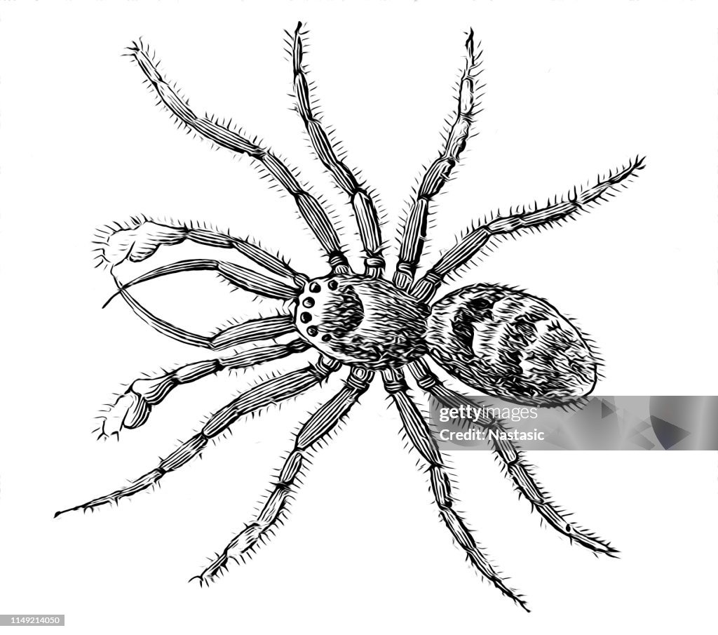 The zebra back spider (Salticus scenicus) is a common jumping spider ,male