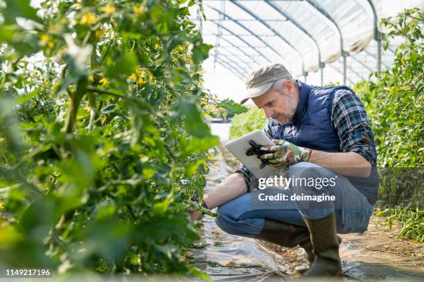 landwirt kontrolliert tomaten-seedlings mit digitales tablet im greenhouse - frankreich essen stock-fotos und bilder