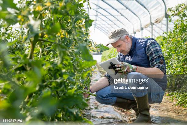 granjero controlando plántulas de tomate con tableta digital en el invernadero - invernadero fotografías e imágenes de stock