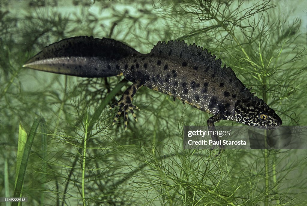 Triturus cristatus (great crested newt; warty newt; northern crested newt) - male