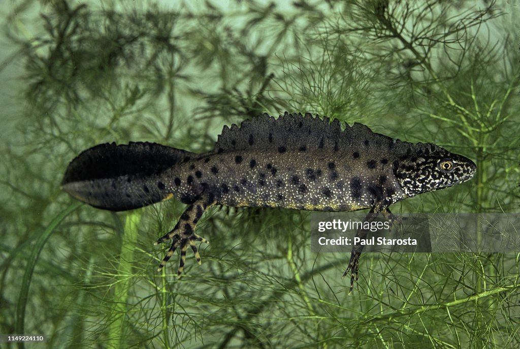 Triturus cristatus (great crested newt; warty newt; northern crested newt) - male