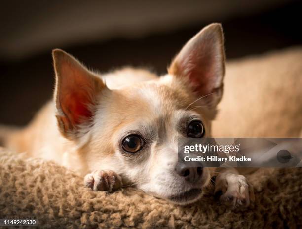 chihuahua resting - chihuahua raça pura - fotografias e filmes do acervo