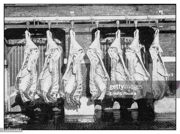 ilustrações de stock, clip art, desenhos animados e ícones de antique photo: slaughterhouse meat - animal morto