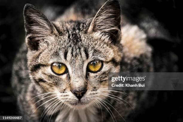 cat portrait's - chartreux cat stock pictures, royalty-free photos & images