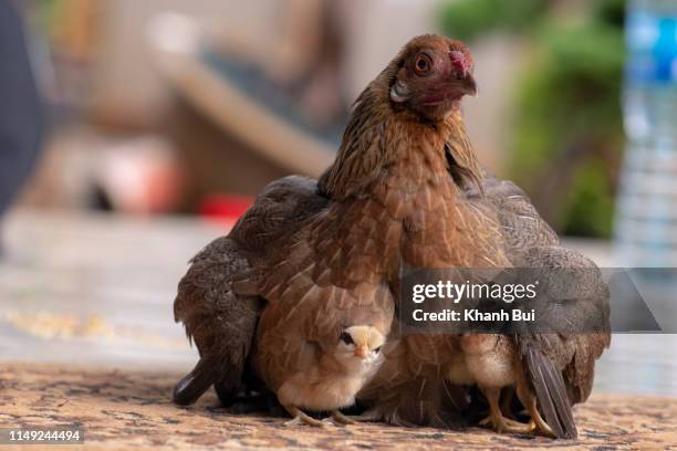 mother's day in pet's image - baby chicken stock pictures, royalty-free photos & images