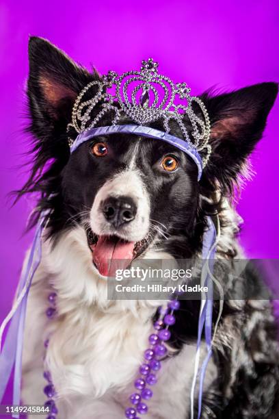 dog wearing crown - dog tiara stock pictures, royalty-free photos & images