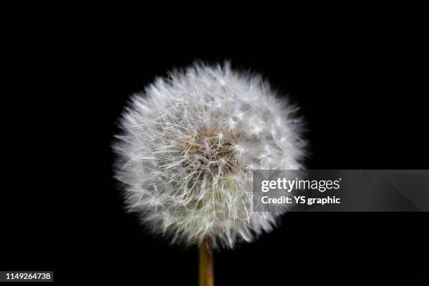 dandelion fluff - dandelion seed fluff stock pictures, royalty-free photos & images