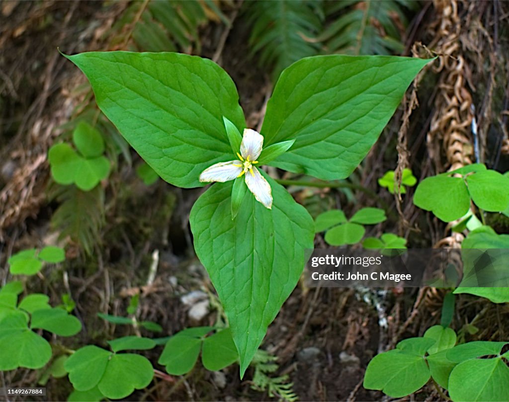 Trillium