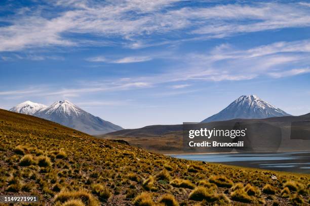 logoas andinas no deserto do atacama, chile - região de antofagasta - fotografias e filmes do acervo