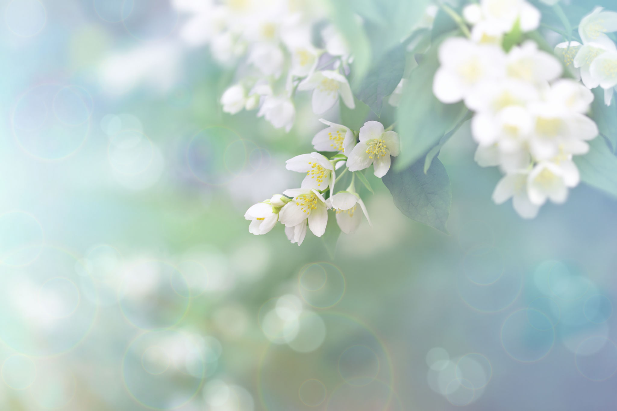 floral perfume
