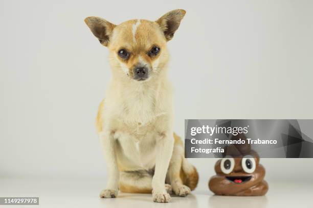 dog poops - men taking a dump stockfoto's en -beelden