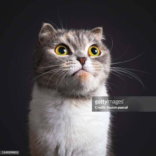 cute female scottish fold cat on black background . - chat rigolo photos et images de collection