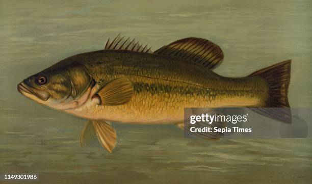 The Large-Mouthed Black Bass, Micropterus salmoides, Harris, William C. , 1830-1905, , Petrie, J. L.