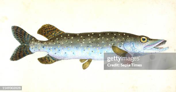 Common Pike, Esox Lucius, British fishes, Donovan, E. , 1768-1837,