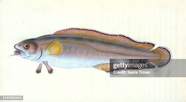 Labrus Rupestris Labrus Photos and Premium High Res Pictures - Getty Images