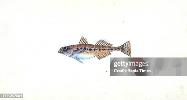 Spotted Goby, Gobius minutus British fishes, Donovan, E. , 1768-1837,