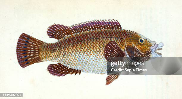 Labrus Rupestris Labrus Photos and Premium High Res Pictures - Getty Images
