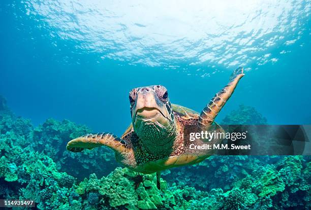 sea turtle, hawaii - ウミガメ ストックフォトと画像