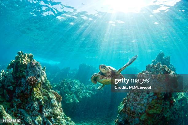 sea turtle coral reef - turtle stock-fotos und bilder