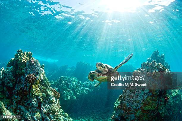 sea turtle coral reef - reef bildbanksfoton och bilder