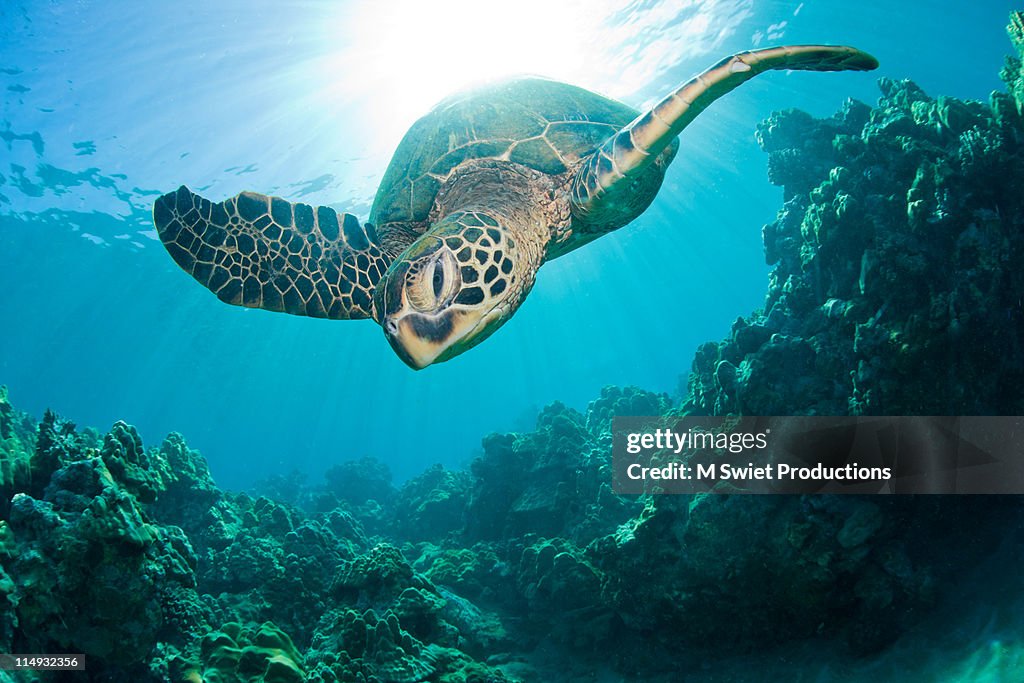 Sunburst-sea-turtle