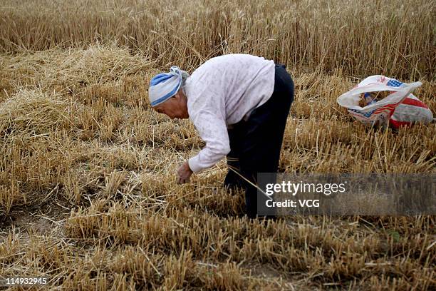 Farm worker gleans wheat in a field on May 29, 2011 in Huaibei, Anhui Province of China. Anhui province will put 125,000 combine harvesters into this...