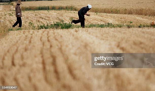 Farm workers glean wheat in a field on May 29, 2011 in Huaibei, Anhui Province of China. Anhui province will put 125,000 combine harvesters into this...