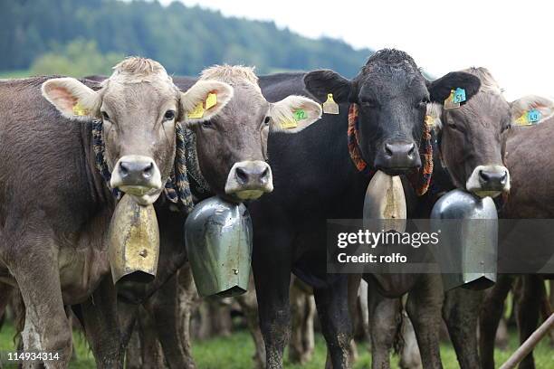 bavarian cows - almabtrieb stock-fotos und bilder