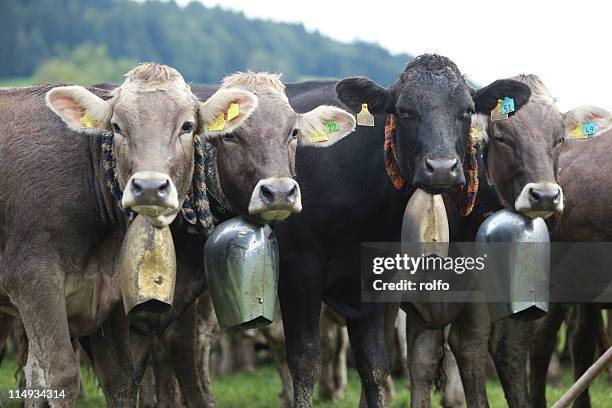 bavarian cows - cowbell stock pictures, royalty-free photos & images