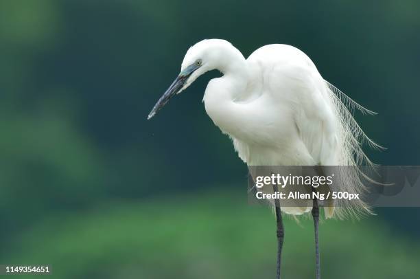 little egret - little egret (egretta garzetta) stock pictures, royalty-free photos & images