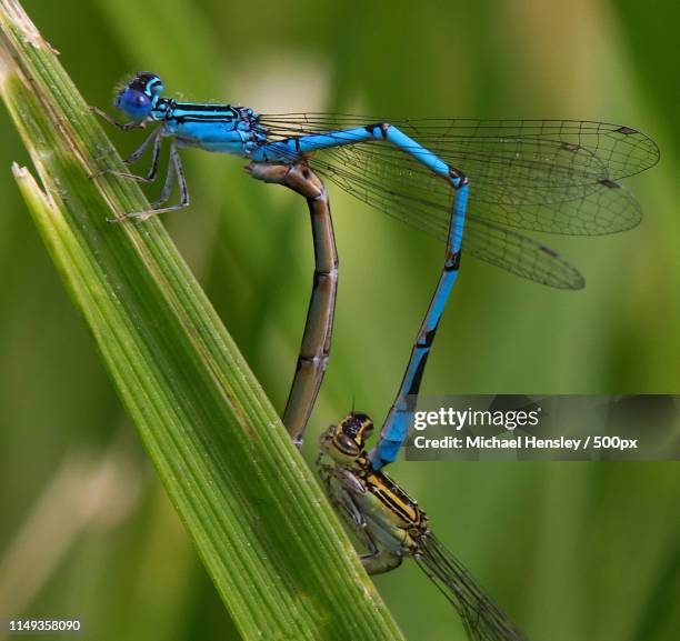 Butler Pond Reston Va Dragonfly Photos and Premium High Res Pictures - Getty Images