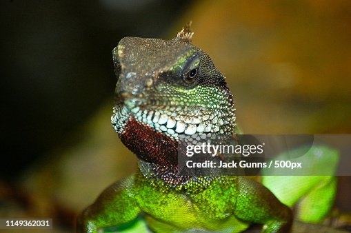 Reptillian Rabbit Reptillian High-Res Stock Photo - Getty Images