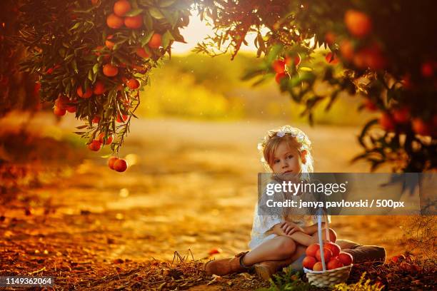 cute little girl in orange garden - orange grove stock-fotos und bilder