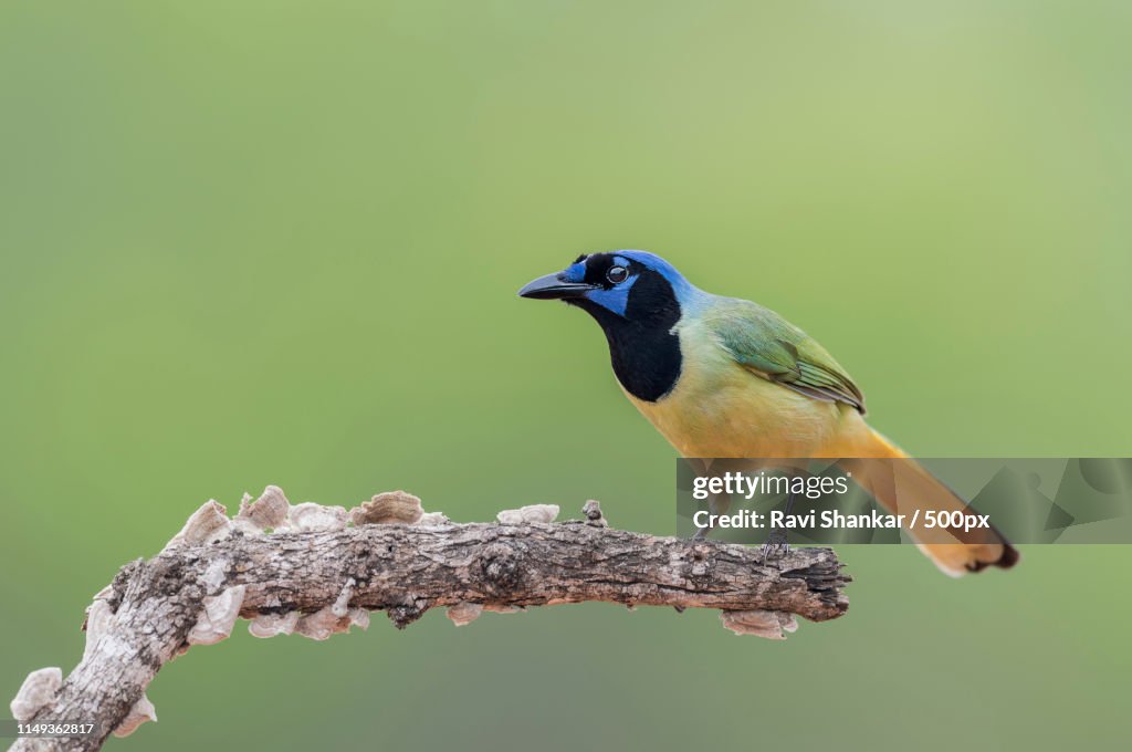 Green Jay (Cyanocorax Yncas)