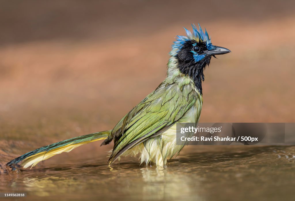 Green Jay (Cyanocorax Yncas)