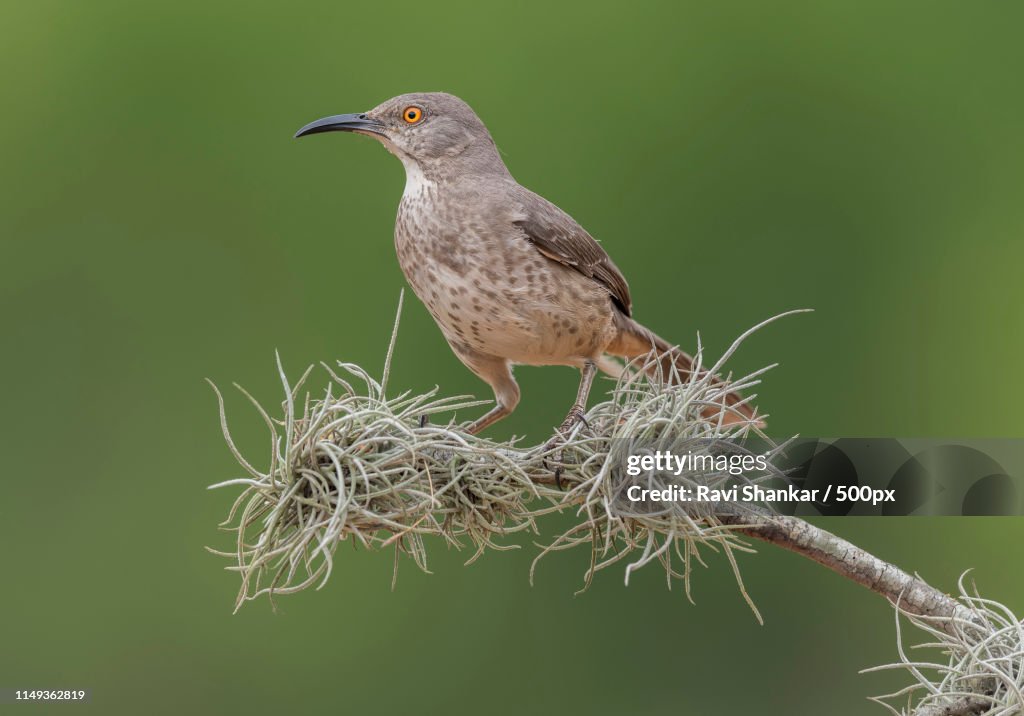 Long-Billed Thrasher (Toxostoma Longirostre)