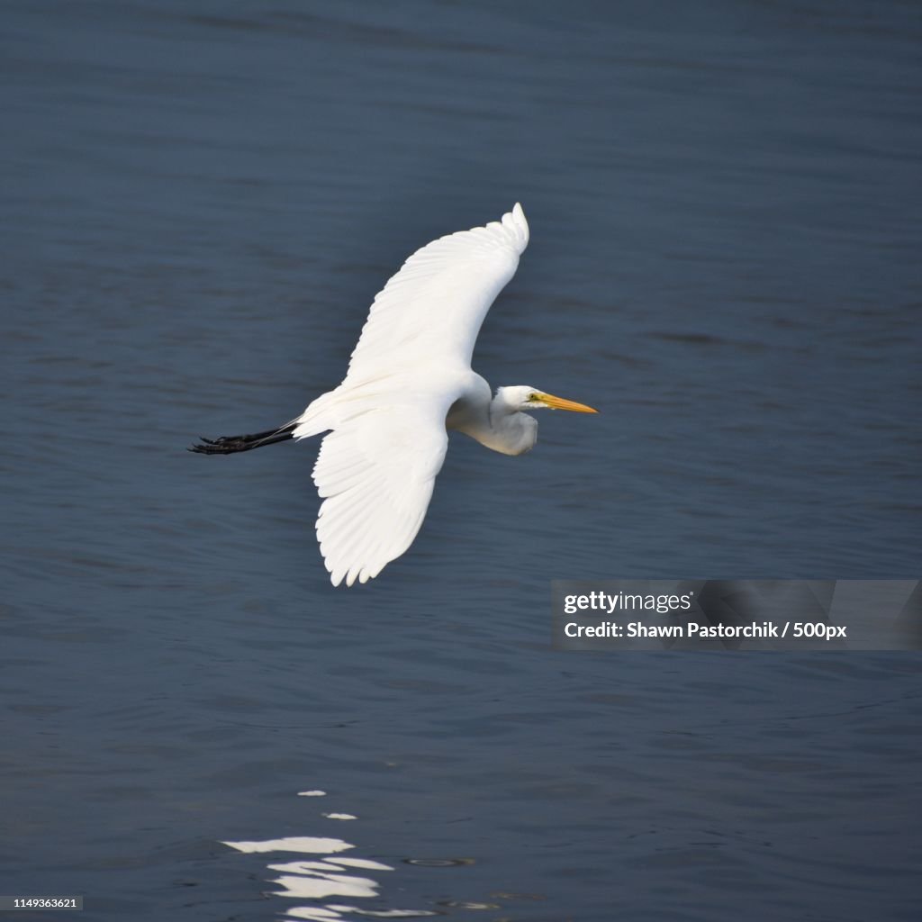 Crane Flying Above Water Surface