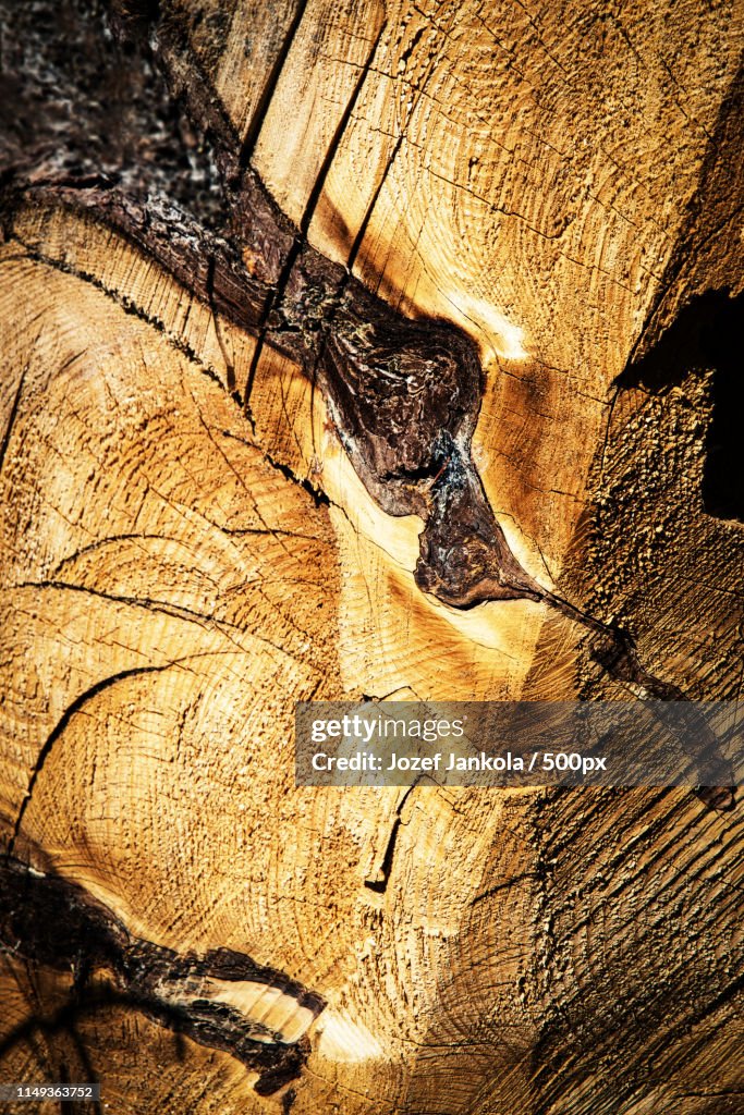 Abstract Detail On A Rotten Stump