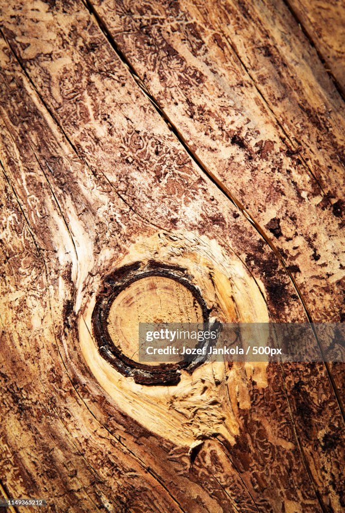 Detail Of Knot On Wood Without Bark