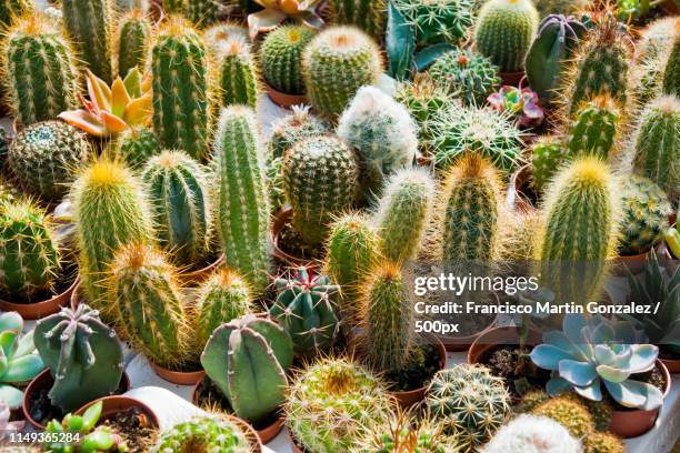 71 Fat Cactus Stock Photos and High-Res Images - Getty Images