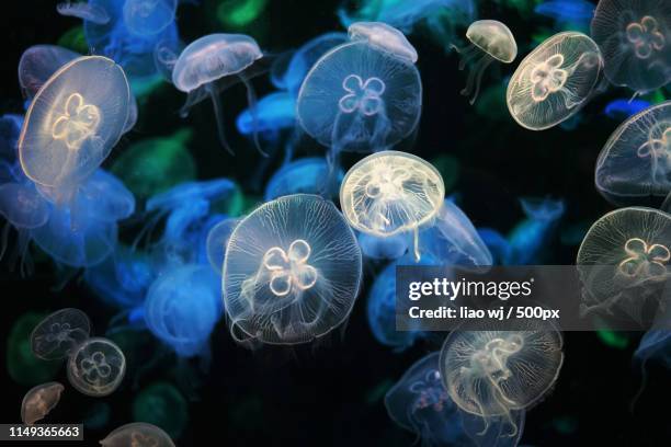 jellyfish - jellyfish stock pictures, royalty-free photos & images