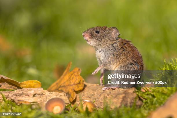 bank vole in natural autumn habitat - brown field mouse stock pictures, royalty-free photos & images